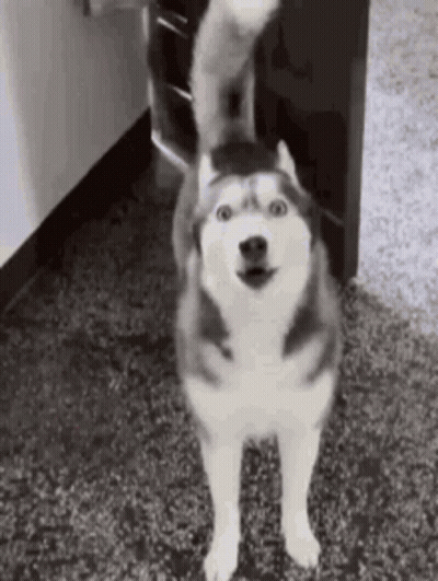 A Husky Dog Is Standing On Its Hind Legs On A Carpet In A Room . GIF