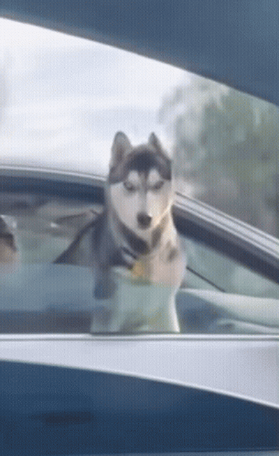A Husky Dog Is Sticking Its Head Out Of A Car Window . GIF