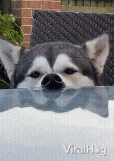 A Husky Dog Is Sticking Its Head Out Of A Glass Table . GIF