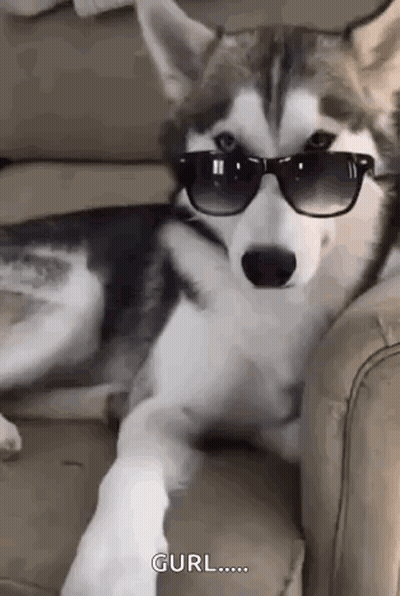 A Husky Dog Is Wearing Sunglasses And Laying On A Couch . GIF