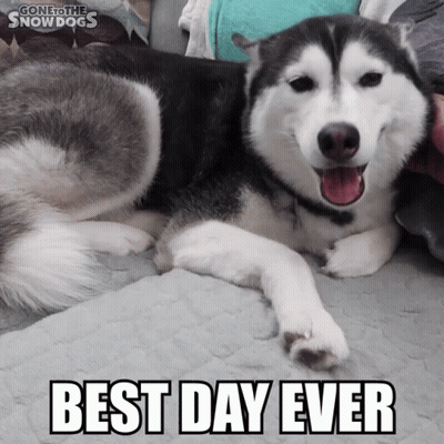 A Husky Dog Laying On A Bed With The Words Best Day Ever Above It GIF