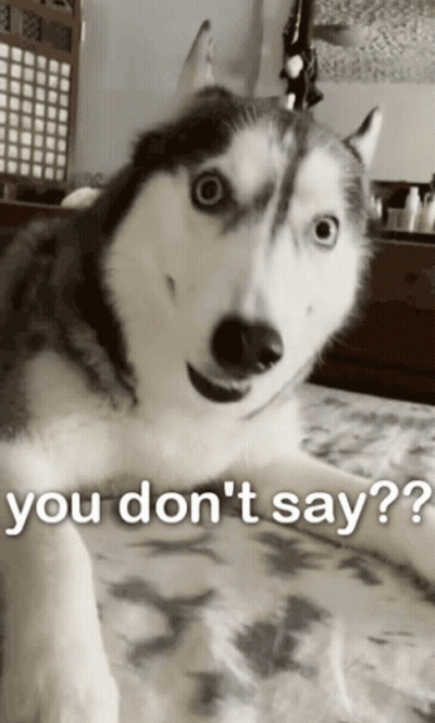 A Husky Dog Laying On A Bed With The Words " You Don 'T Say " Written On The Bottom GIF
