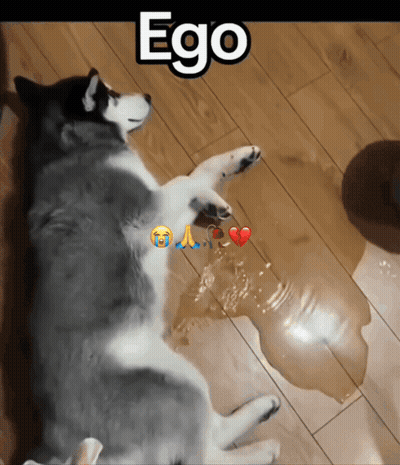 A Husky Dog Laying On A Wooden Floor With The Word Ego Written Above It GIF