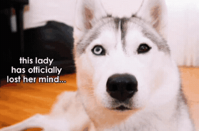 A Husky Dog Laying On The Floor With A Caption That Says This Lady Has Officially Lost Her Mind GIF