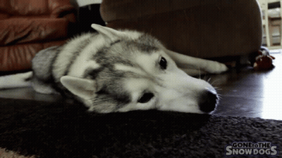 A Husky Dog Laying On The Floor With Gone To The Snow Dogs Written On The Bottom Right GIF