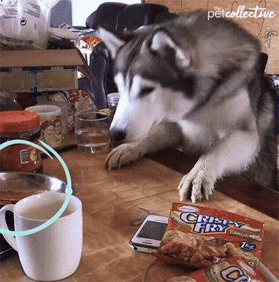 A Husky Dog Looking At A Bag Of Crispy Fry Garlic GIF