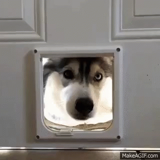 A Husky Dog Looking Through A Cat Door . GIF