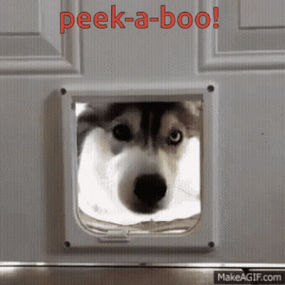 A Husky Dog Looking Through A Cat Door With The Words Peek-A-Boo In Red Letters GIF