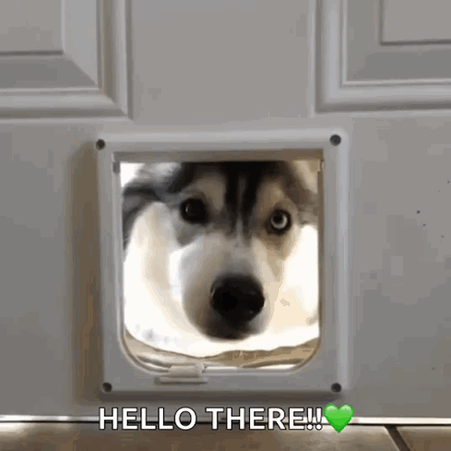 A Husky Dog Peeking Out Of A Cat Door With The Words Hello There Written Above It GIF