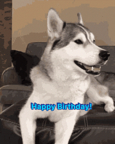 A Husky Dog Sitting On A Couch With The Words Happy Birthday In Blue Letters GIF