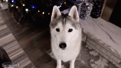 A Husky Dog Standing In Front Of A Christmas Tree With The Words Gone To The Snowdogs Written On The Bottom GIF