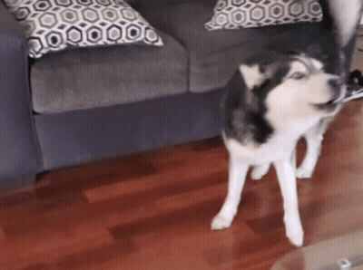 A Husky Dog Standing In Front Of A Couch With Pillows GIF