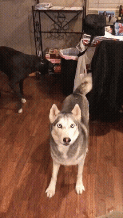 a husky dog standing on a wooden floor in front of a trash can