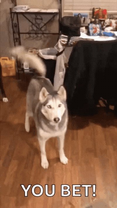 A Husky Dog Standing On A Wooden Floor With The Words You Bet Written On The Bottom GIF