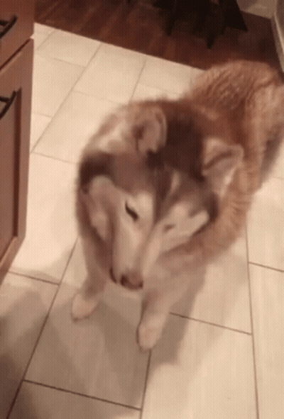 A Husky Dog Standing On Its Hind Legs Looking At The Camera GIF