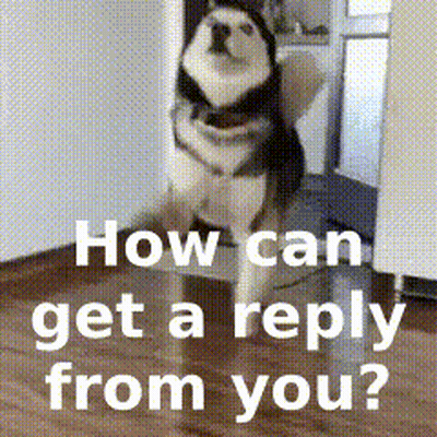 A Husky Dog Standing On Its Hind Legs With The Words How Can Get A Reply From You GIF