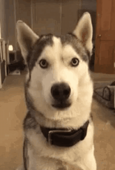 A Husky Dog Wearing A Black Collar Is Sitting In A Living Room And Looking At The Camera . GIF