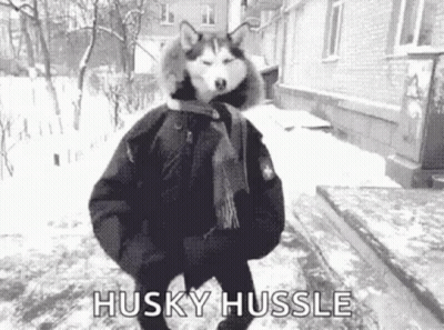 A Husky Dog Wearing A Jacket And Scarf Is Walking In The Snow . GIF