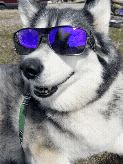 A Husky Dog Wearing A Pair Of Sunglasses With Purple Lenses GIF