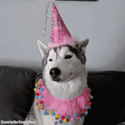 A Husky Dog Wearing A Pink Party Hat And A Pink Tutu GIF