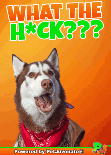 A Husky Dog Wearing A Red Bandana Is Featured On A Poster That Says What The H * Ck GIF