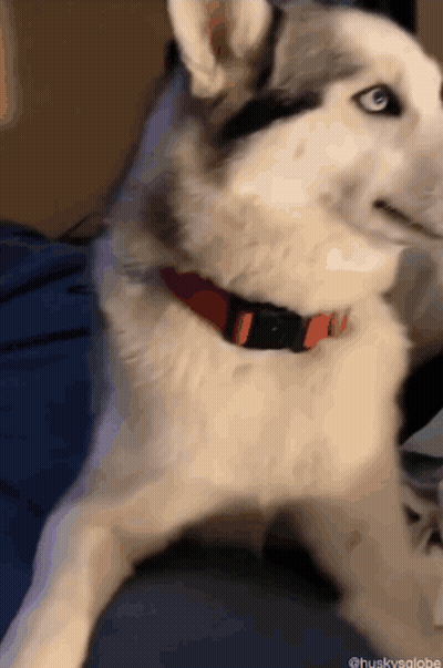 A Husky Dog Wearing A Red Collar Is Laying Down GIF