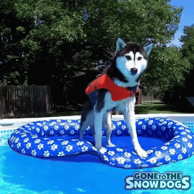A Husky Dog Wearing A Red Jacket Is Standing On An Inflatable Raft In A Pool Sponsored By Gonetothesnowdogs GIF