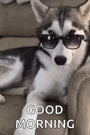 A Husky Dog Wearing Sunglasses Is Laying On A Couch And Says `` Good Morning '' . GIF