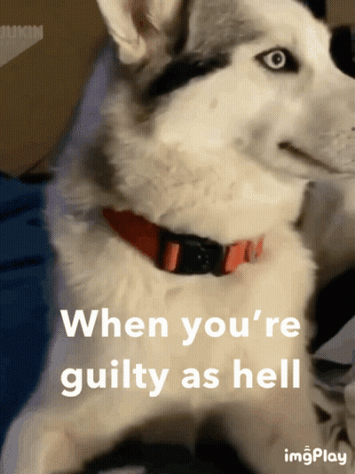 A Husky Dog With A Red Collar And The Words When You 'Re Guilty As Hell GIF
