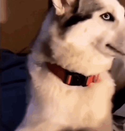 A Husky Dog With A Red Collar Is Sitting On A Couch Looking At The Camera . GIF