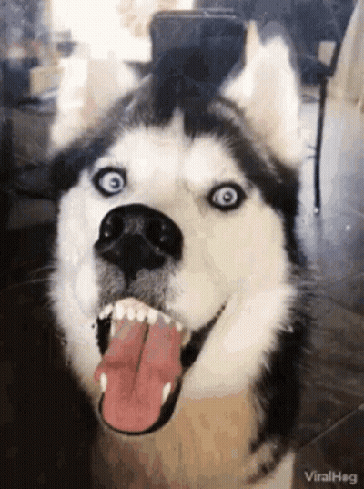 A Husky Dog With Blue Eyes Is Sticking Its Tongue Out And Looking At The Camera . GIF