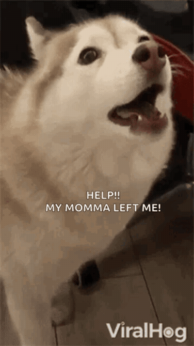 A Husky Dog With Its Mouth Open Is Asking For Help . GIF