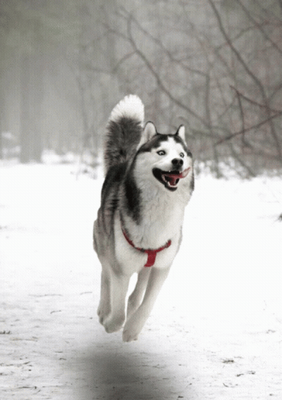 A Husky Dog With Its Tongue Out Is Running In The Snow GIF