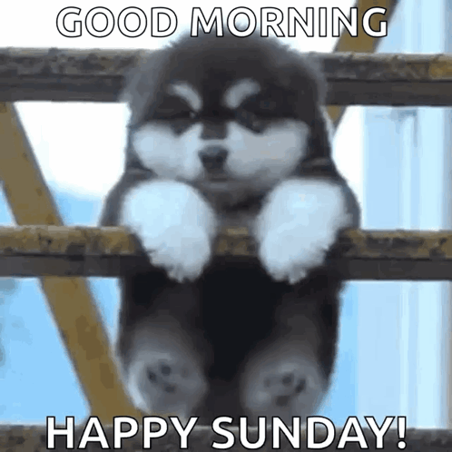 A Husky Puppy Is Hanging On A Railing And Wishing A Happy Sunday . GIF