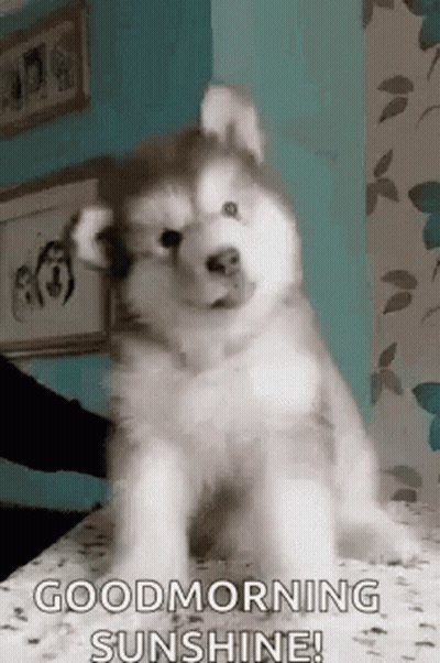A Husky Puppy Is Sitting On A Bed With A Person Holding It . GIF
