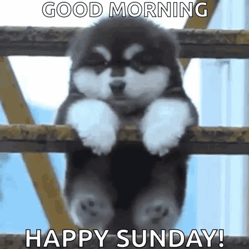 A Husky Puppy Is Sitting On A Railing With The Words Good Morning Happy Sunday . GIF