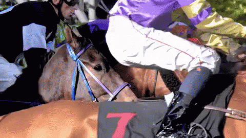 A Jockey In A Purple Shirt Is Riding A Horse In Front Of A Sign That Says 7 GIF