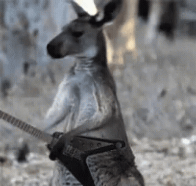 A Kangaroo Is Holding A Guitar In Its Paws While Standing On Its Hind Legs . GIF