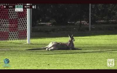A Kangaroo Is Laying On A Soccer Field With A Scoreboard That Says Cfc 0-1 Bufc Half Time GIF