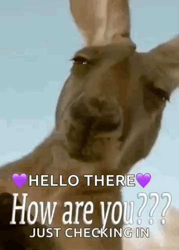 A Kangaroo Is Looking At The Camera With The Words `` Hello There How Are You Just Checking In '' . GIF