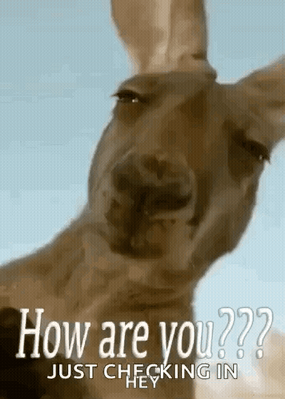 A Kangaroo Is Looking At The Camera With The Words `` How Are You '' Just Checking In . GIF