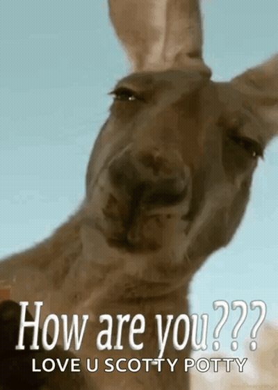 A Kangaroo Is Looking At The Camera With The Words How Are You Love U Scotty Potty GIF