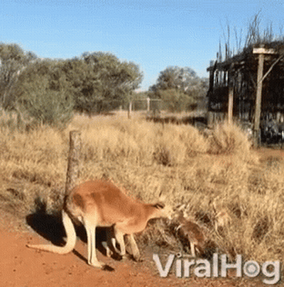 A Kangaroo Is Standing In A Field With The Words Viralhog Written On The Bottom GIF