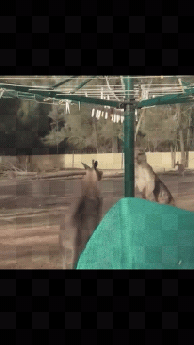A Kangaroo Is Standing In Front Of A Clothesline GIF