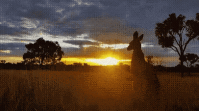A Kangaroo Stands In A Field At Sunset With Trees In The Background GIF