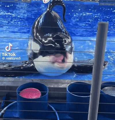 A Killer Whale In A Tank With A Pink Ball In Front Of It And The Words Tiktok @ Realzyxs3 GIF