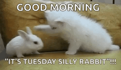 A Kitten And A Rabbit Are Playing With Each Other On A Pillow . GIF