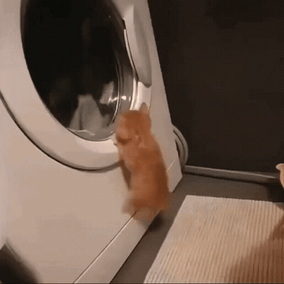 A Kitten Climbs Into A Washing Machine Door GIF