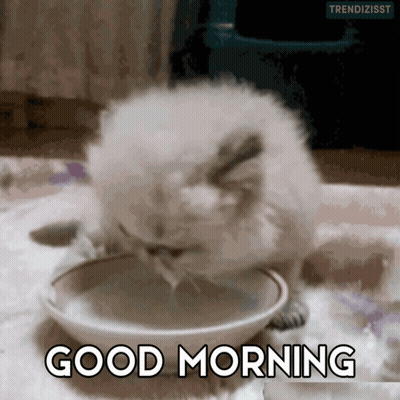 A Kitten Drinking From A Bowl With The Words " Good Morning " Above It GIF