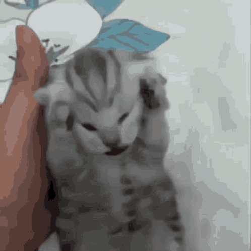 A Kitten Is Being Held By A Person And Looking At The Camera GIF